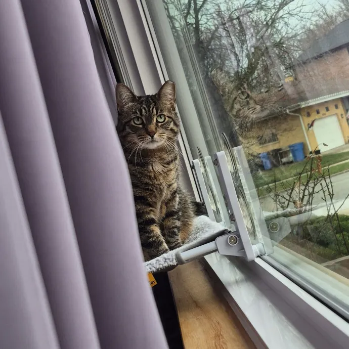 Treating Your Cat Like Family