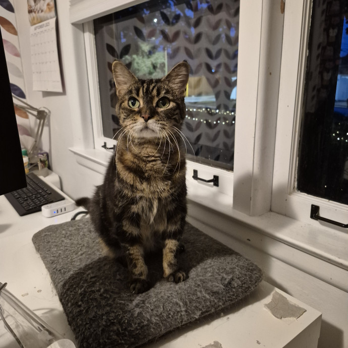 Treating Your Cat Like Family