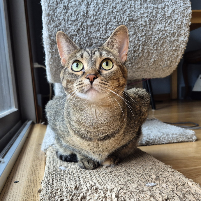 Treating Your Cat Like Family