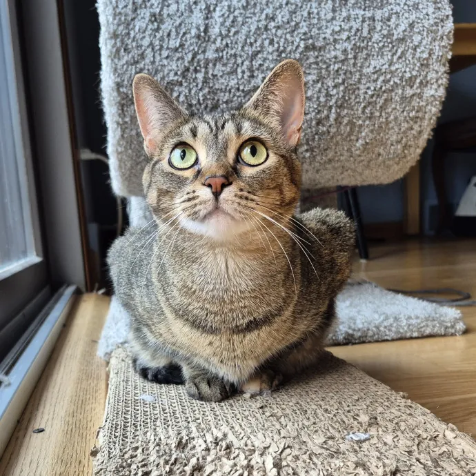 Treating Your Cat Like Family