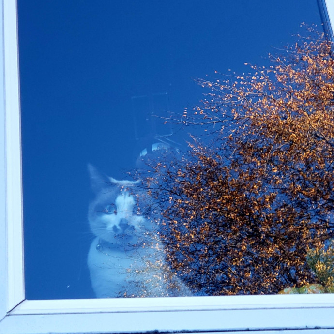 Treating Your Cat Like Family