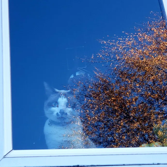 Treating Your Cat Like Family