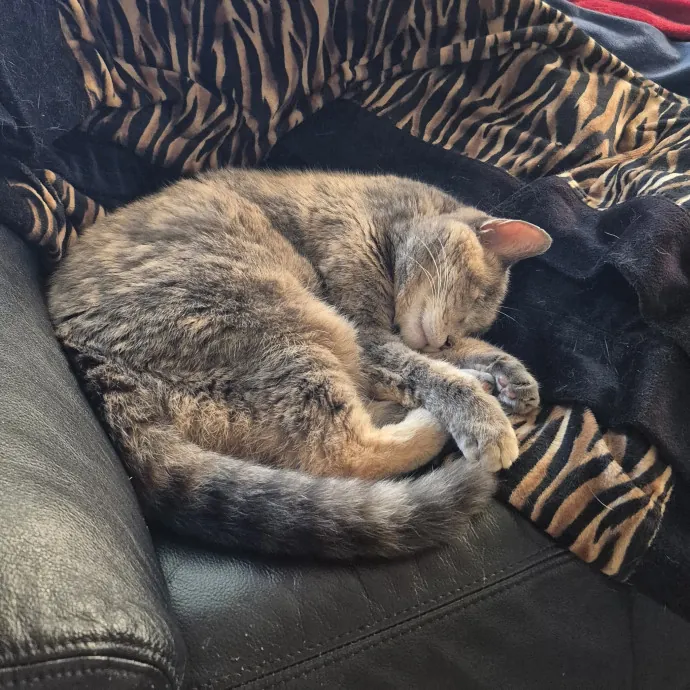 Treating Your Cat Like Family