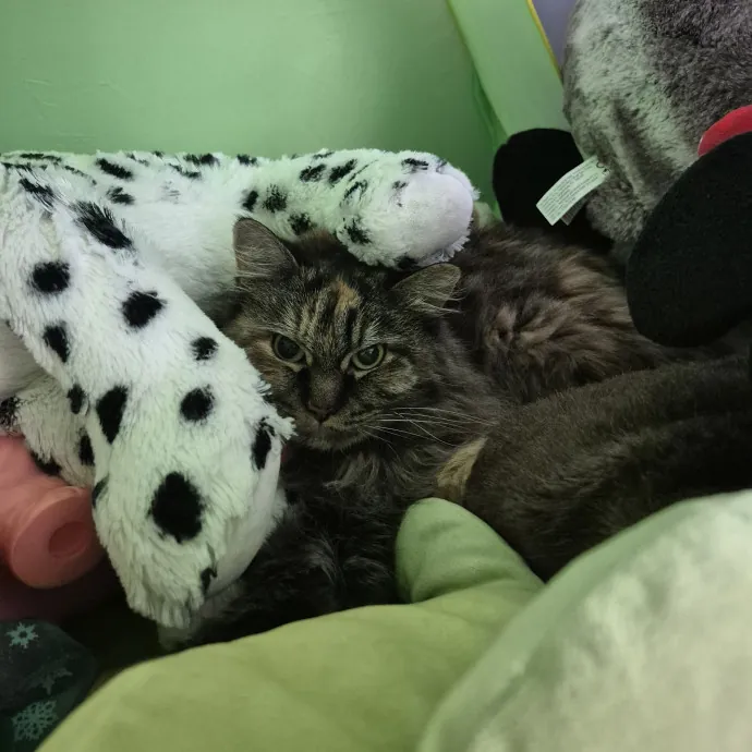 Treating Your Cat Like Family