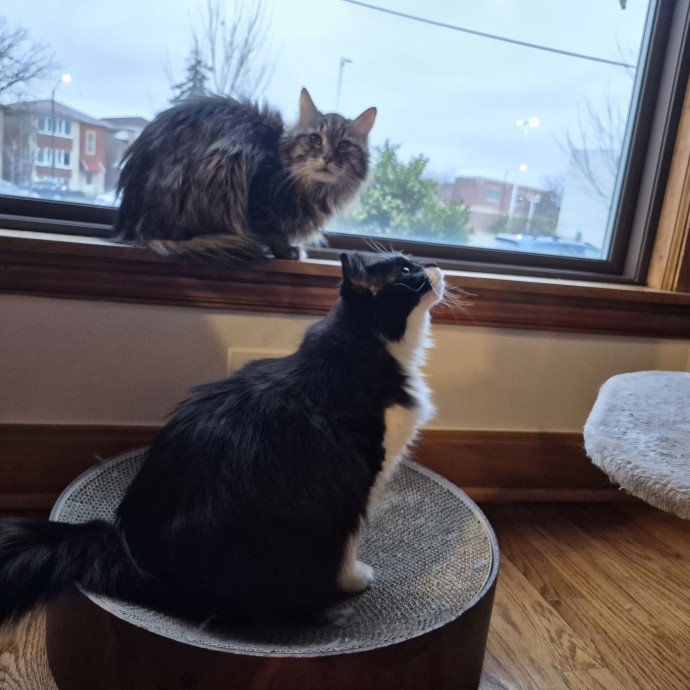 Treating Your Cat Like Family