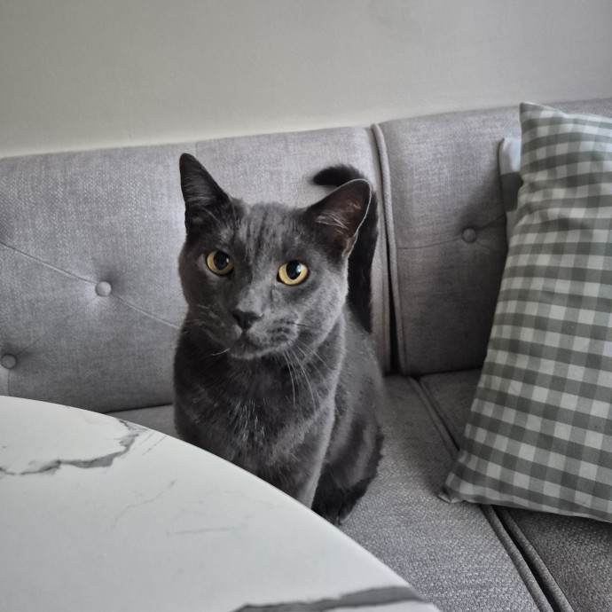 Treating Your Cat Like Family