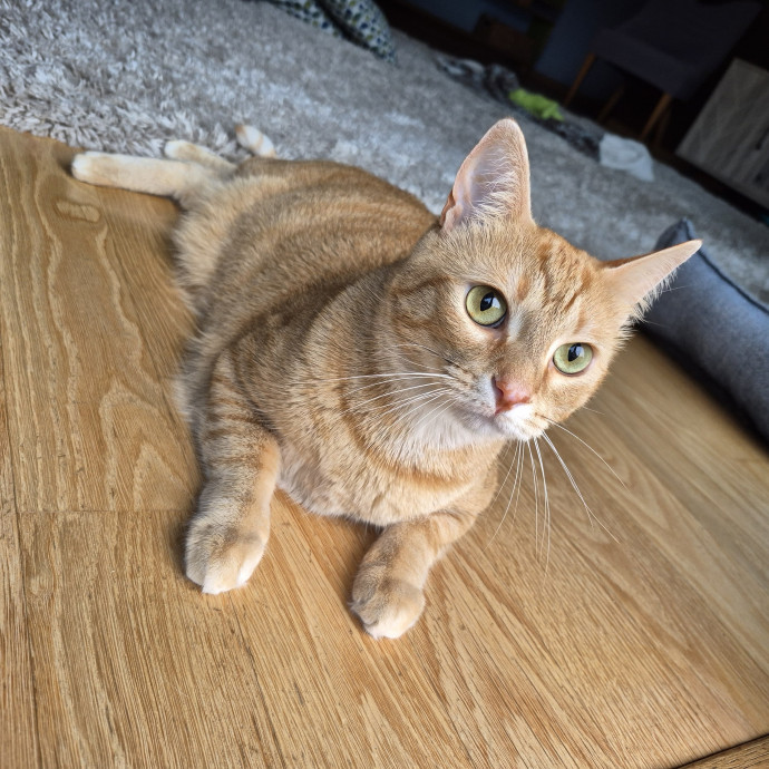 Treating Your Cat Like Family