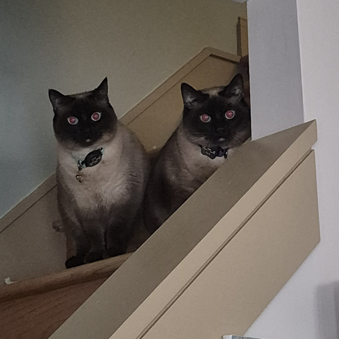 Treating Your Cat Like Family photo 3