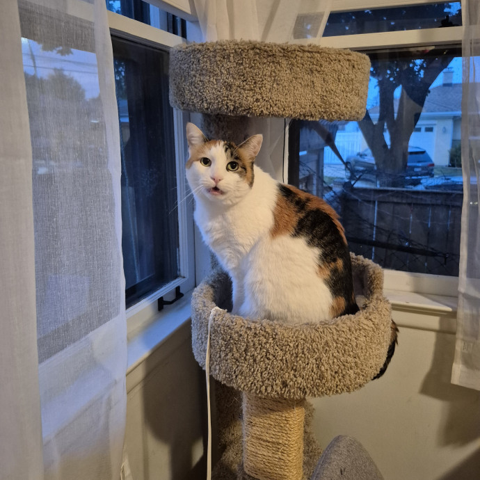 Treating Your Cat Like Family photo 2