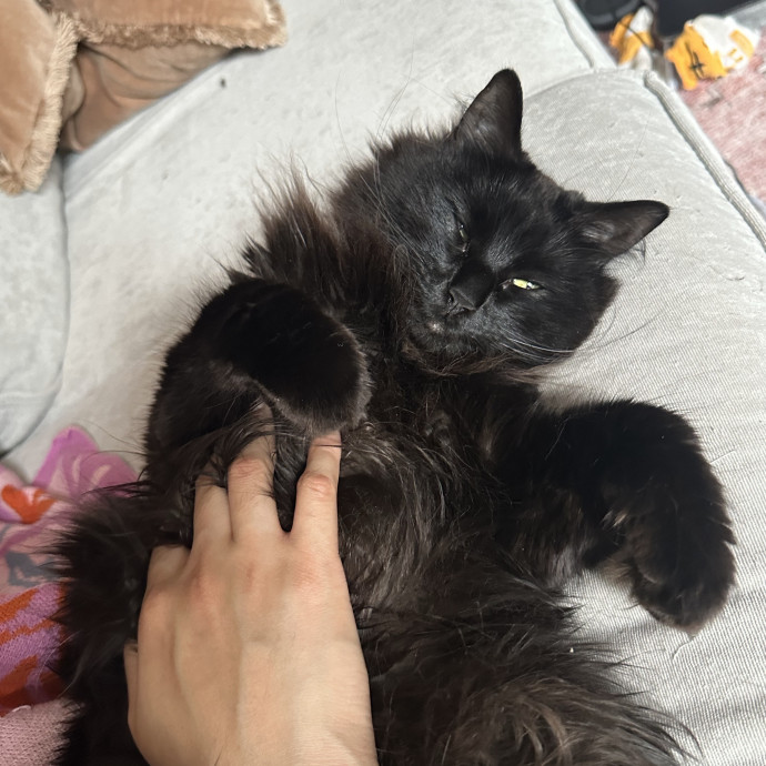 Cat Mama W Flexible Scheduling