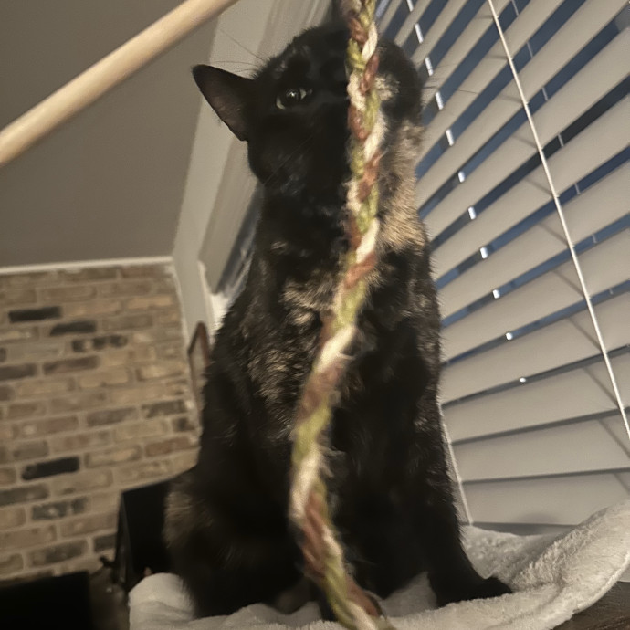 Cat Mama W Flexible Scheduling photo 3