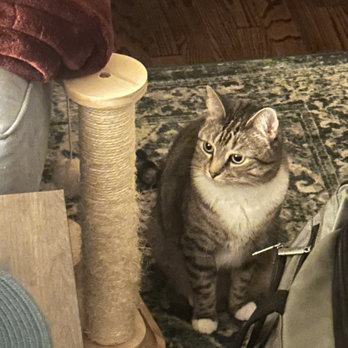 Cat Mama W Flexible Scheduling photo 2