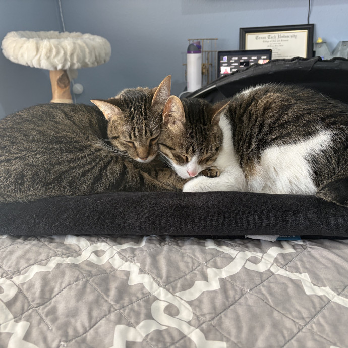 Lifelong Cat Lover And Trusted Sitter photo 3