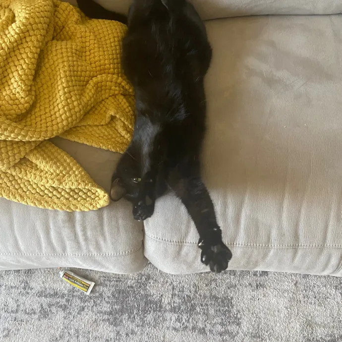 Ingrid The Puuurfect Cat Sitter