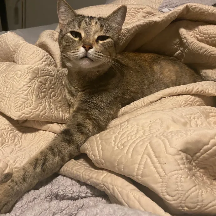 Ingrid The Puuurfect Cat Sitter