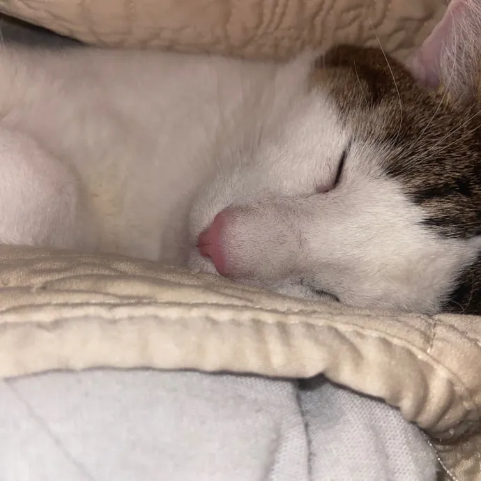 Ingrid The Puuurfect Cat Sitter