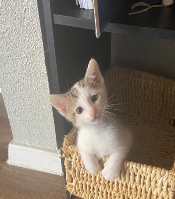 Ingrid The Puuurfect Cat Sitter