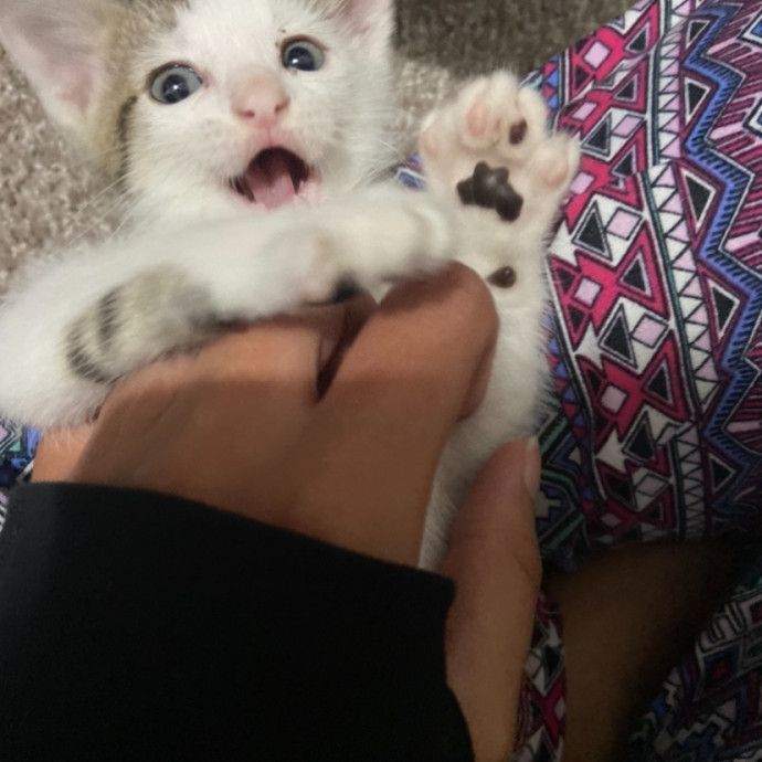 Ingrid The Puuurfect Cat Sitter photo 3