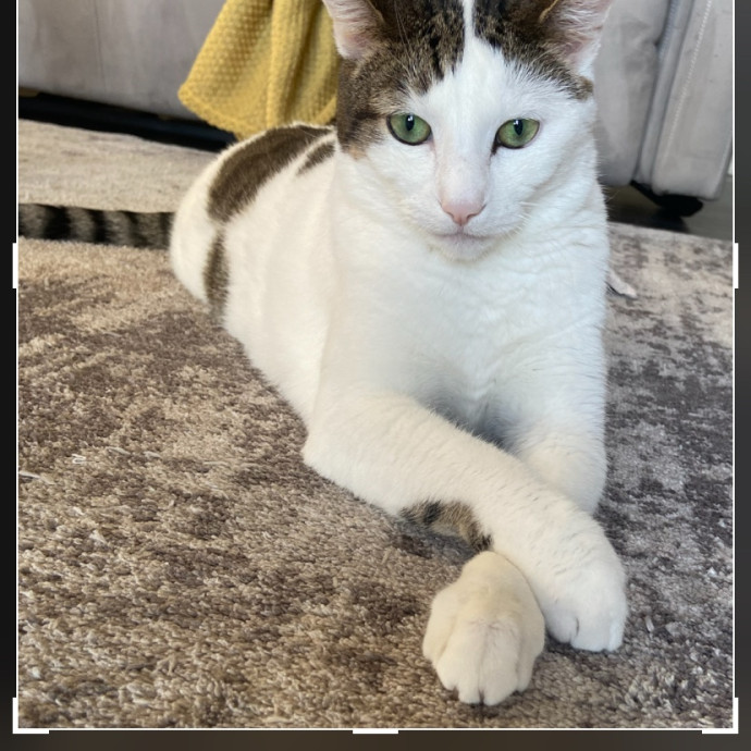 Ingrid The Puuurfect Cat Sitter photo 2