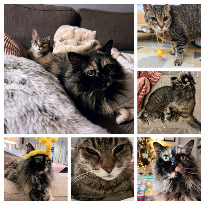 Friendly Cat Lady