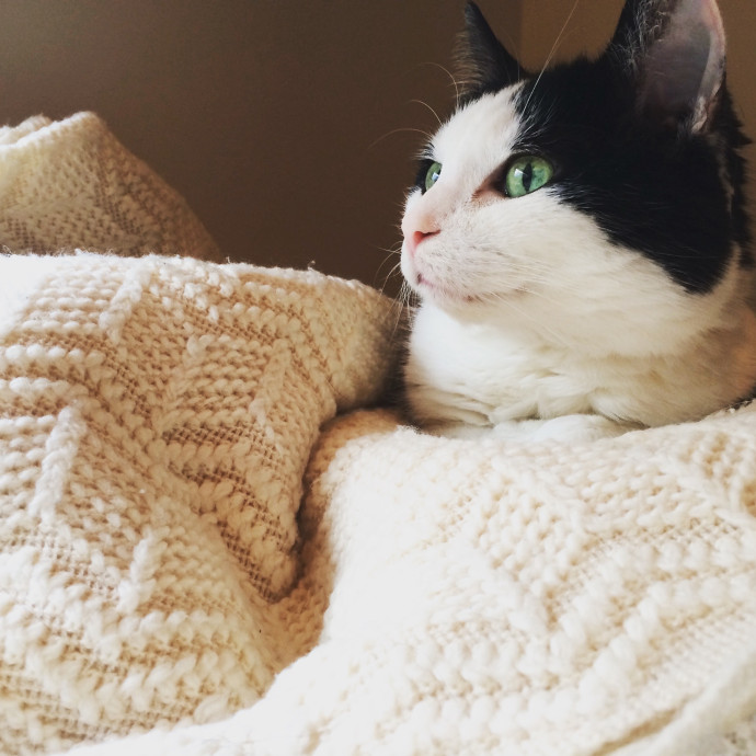 Friendly Cat Lady