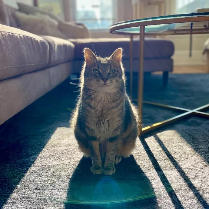 Katie The Kat Whisperer