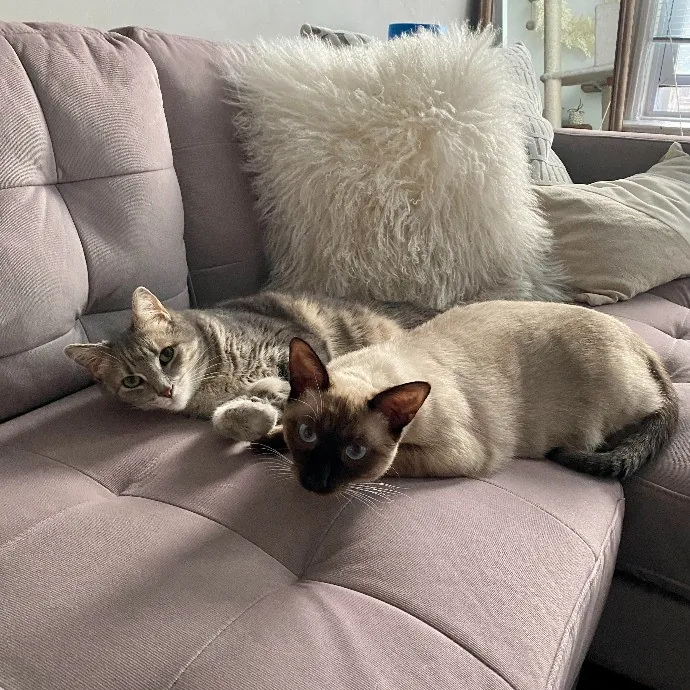 Katie The Kat Whisperer