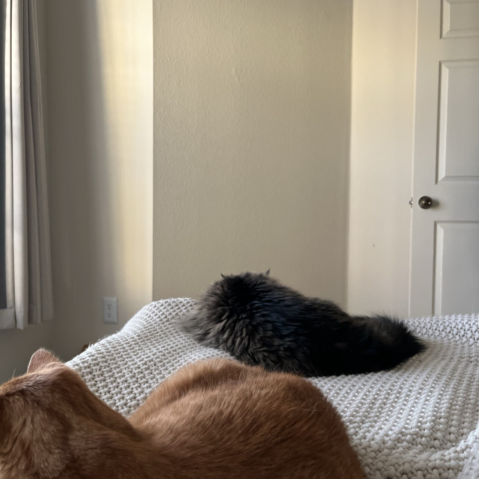 Welcome Cat Lovers photo 2