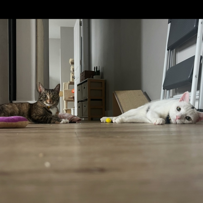 Cat Lady Sarah