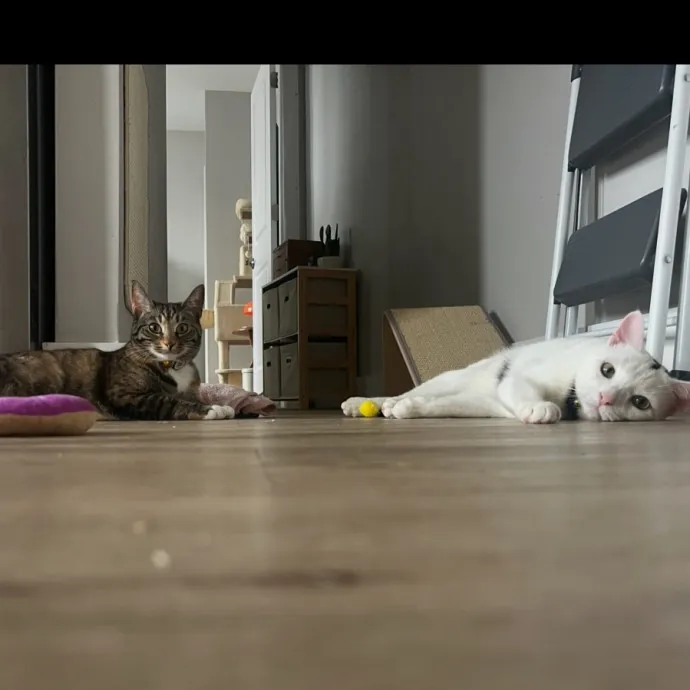 Cat Lady Sarah