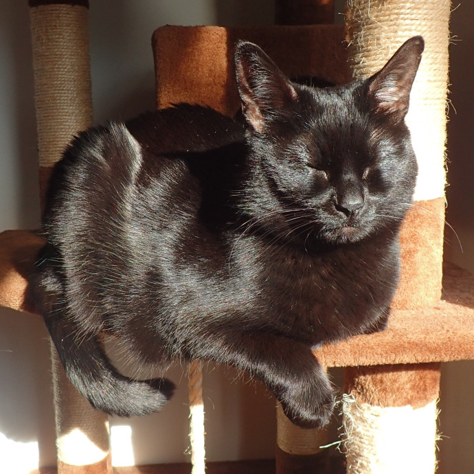 All Ages Cat Sitter photo 3