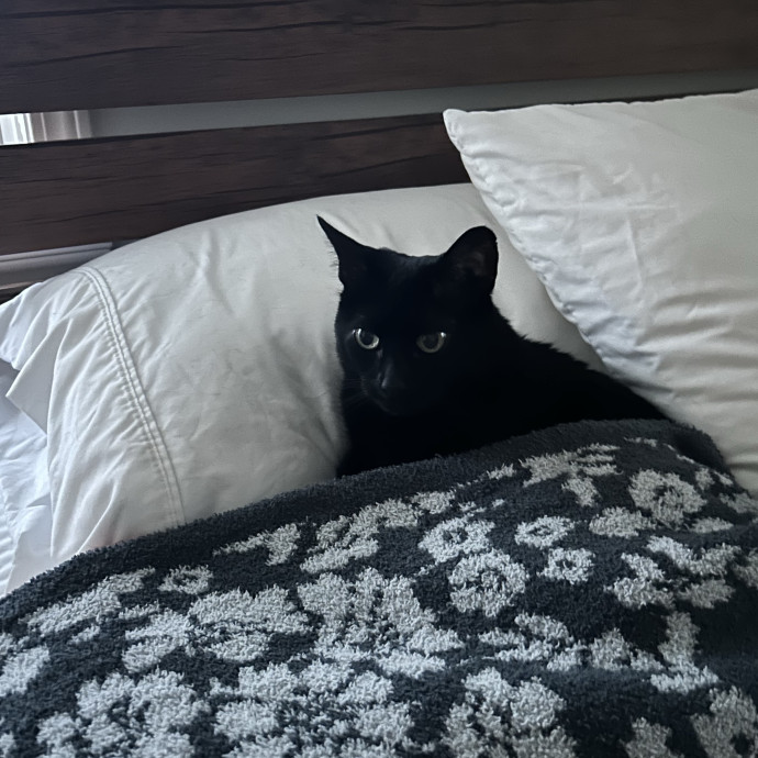 All Ages Cat Sitter photo 2