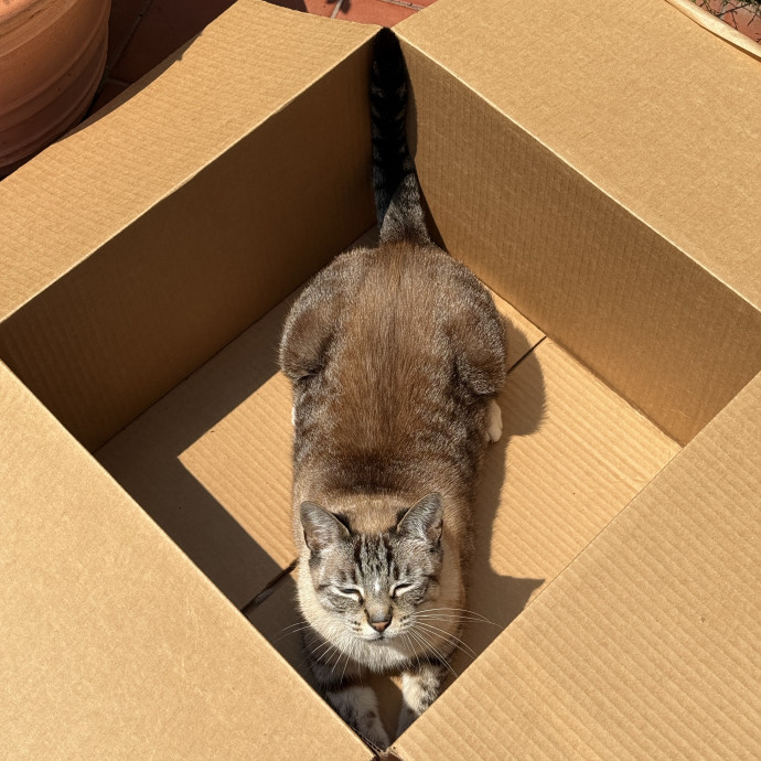 Patient Playful And Cat-Loving Sitter photo 3