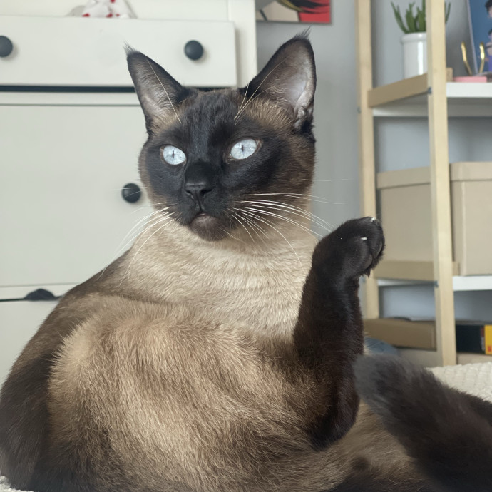 Patient Playful And Cat-Loving Sitter photo 2