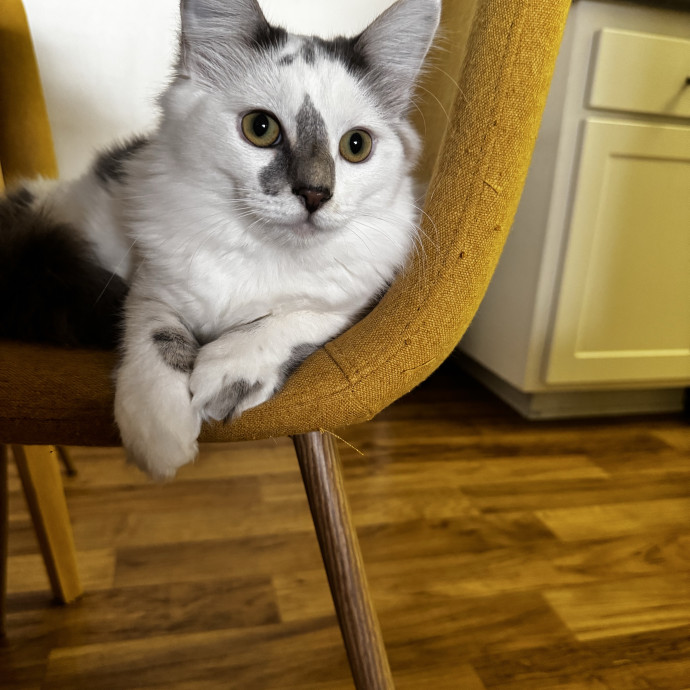 Gentle And Trustworthy Cat Care
