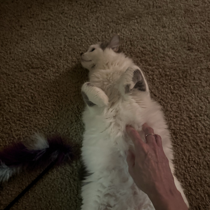 Gentle And Trustworthy Cat Care
