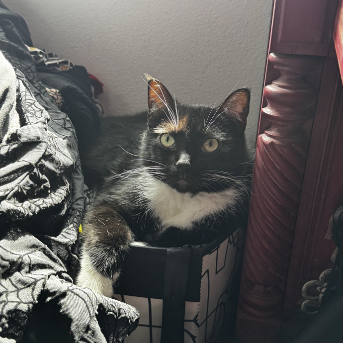 Gentle And Trustworthy Cat Care