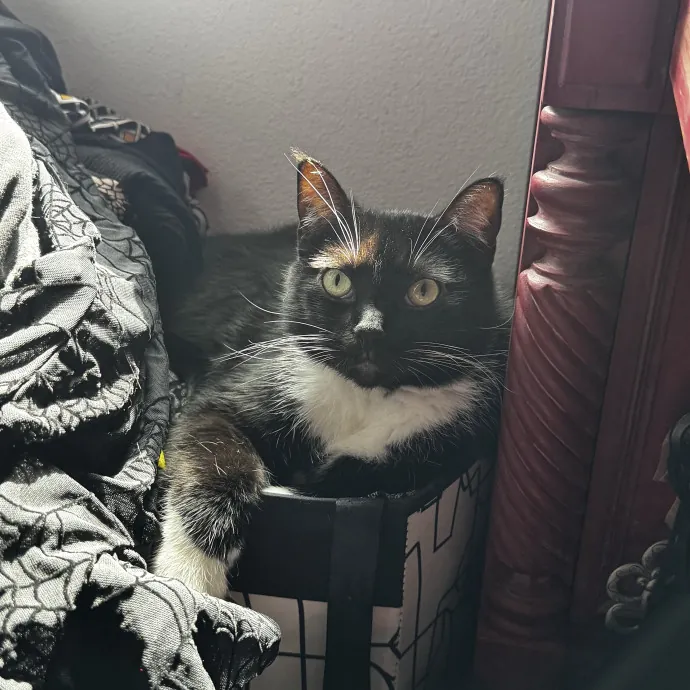 Gentle And Trustworthy Cat Care