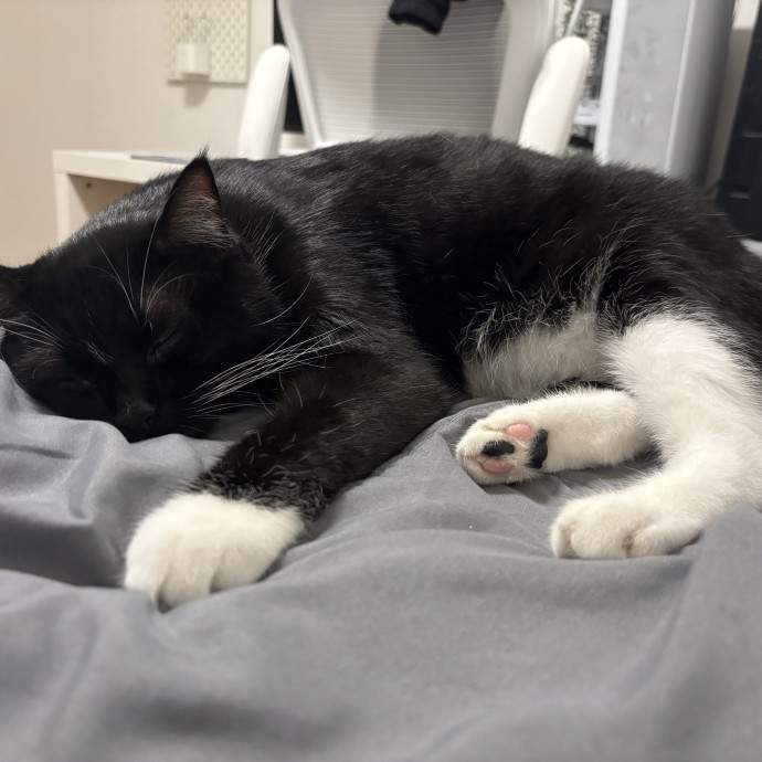 Gentle And Trustworthy Cat Care