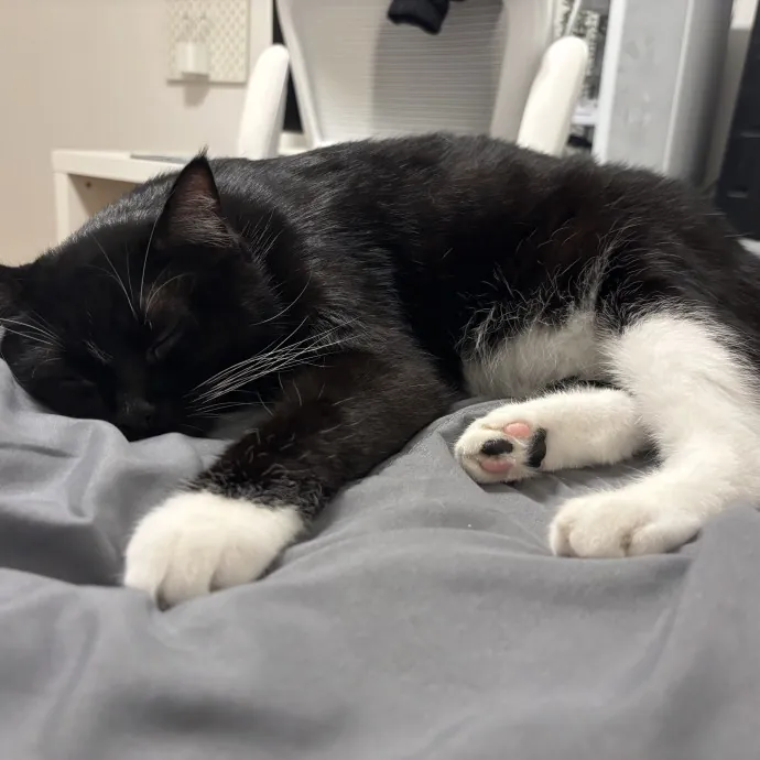 Gentle And Trustworthy Cat Care