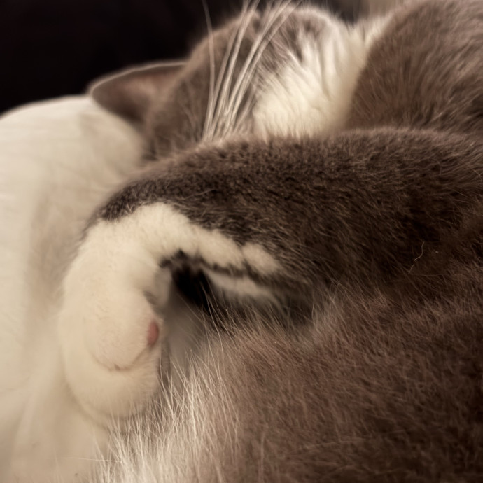 Gentle And Trustworthy Cat Care
