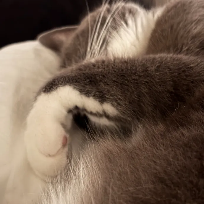 Gentle And Trustworthy Cat Care