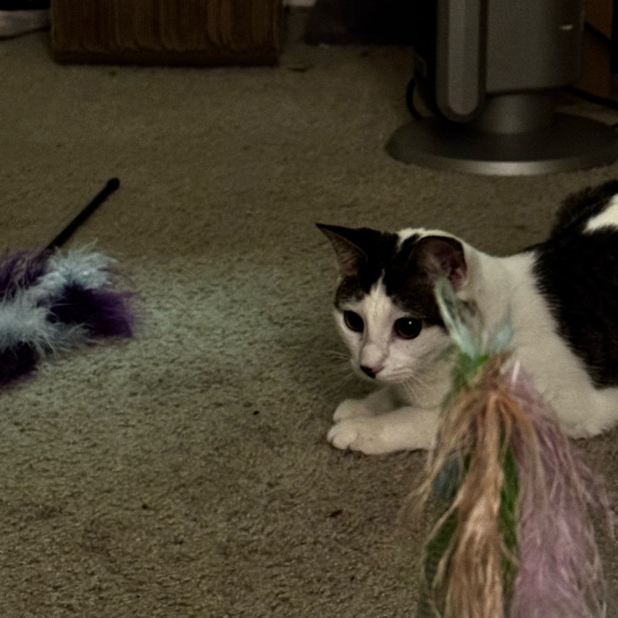 Gentle And Trustworthy Cat Care