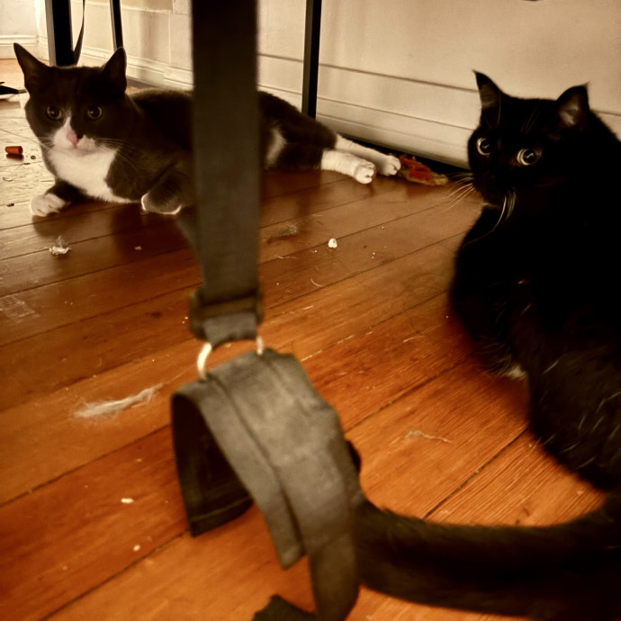 Gentle And Trustworthy Cat Care