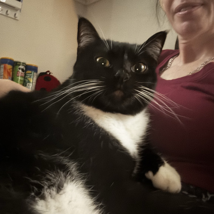 Gentle And Trustworthy Cat Care