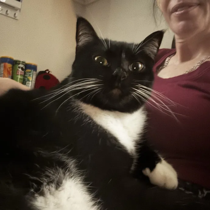 Gentle And Trustworthy Cat Care
