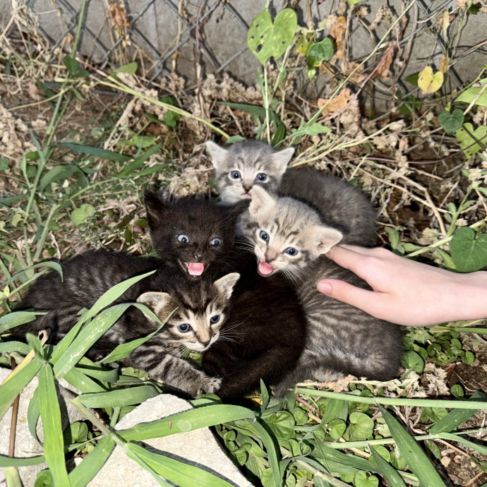 Gentle And Trustworthy Cat Care