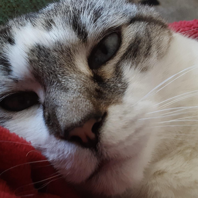 Gentle And Trustworthy Cat Care
