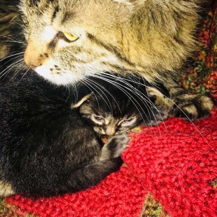 Gentle And Trustworthy Cat Care