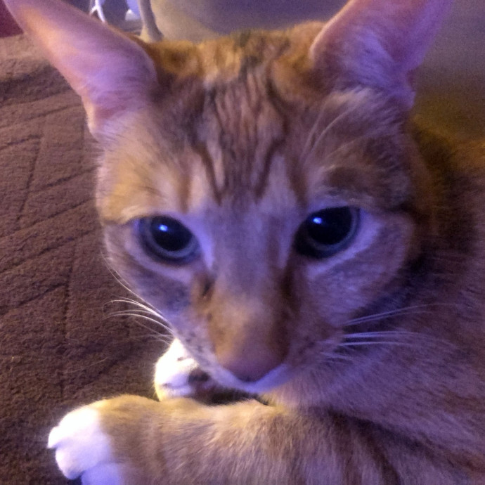 Gentle And Trustworthy Cat Care